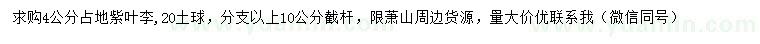 求購4公分占地紫葉李
