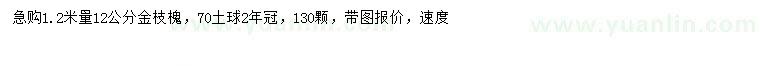 求購1.2米量12公分金枝槐