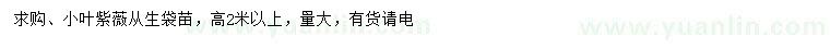 求購高2米以上小葉紫薇