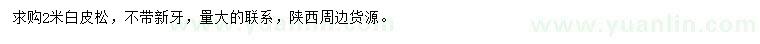 求購2米白皮松