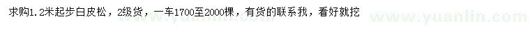 求購1.2米起步白皮松