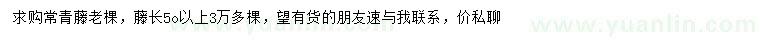 求購(gòu)常青藤