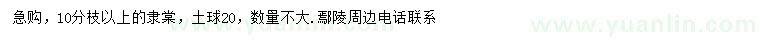 求購(gòu)10分枝以上隸棠