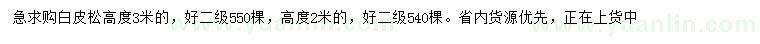 求購高2、3米白皮松