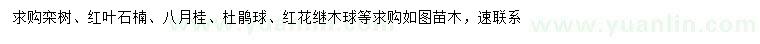 求購(gòu)欒樹、紅葉石楠、八月桂等