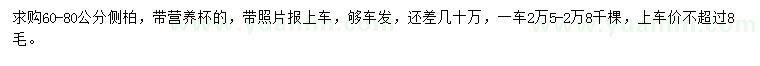 求購60-80公分側柏