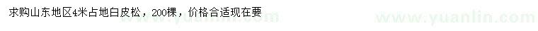 求購4米占地白皮松