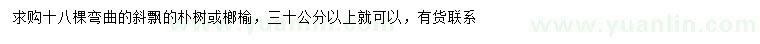 求購30公分以上樸樹或榔榆