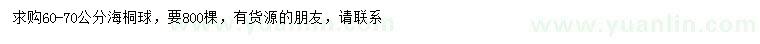 求購60-70公分海桐球