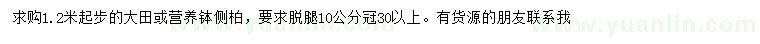 求購(gòu)1.2米起步側(cè)柏