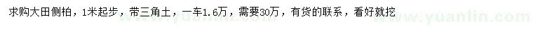 求購(gòu)1米起步大田側(cè)柏