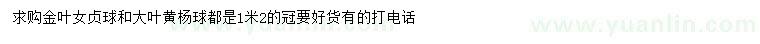 求購金葉女貞球、大葉黃楊球