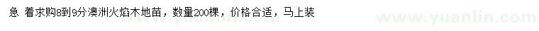 求購8-9公分澳洲火焰木