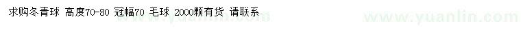 求購高70-80公分冬青球