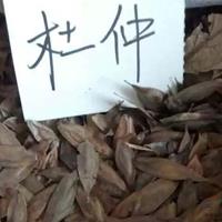 江西[產(chǎn)品]/江西杜仲種子價(jià)格/報(bào)價(jià)