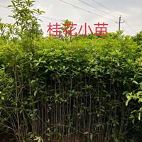 優(yōu)質(zhì)特價(jià)桂花小苗3產(chǎn)地直銷