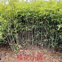 江西桂花小苗5哪里好/哪家便宜