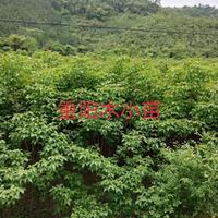 大小規(guī)格重陽木小苗基地