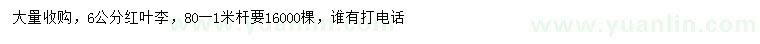 求購6公分紅葉李