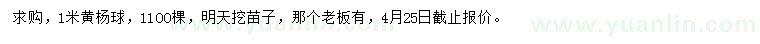 求購1米黃楊球