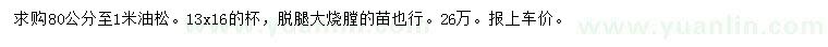 求購80-100公分油松