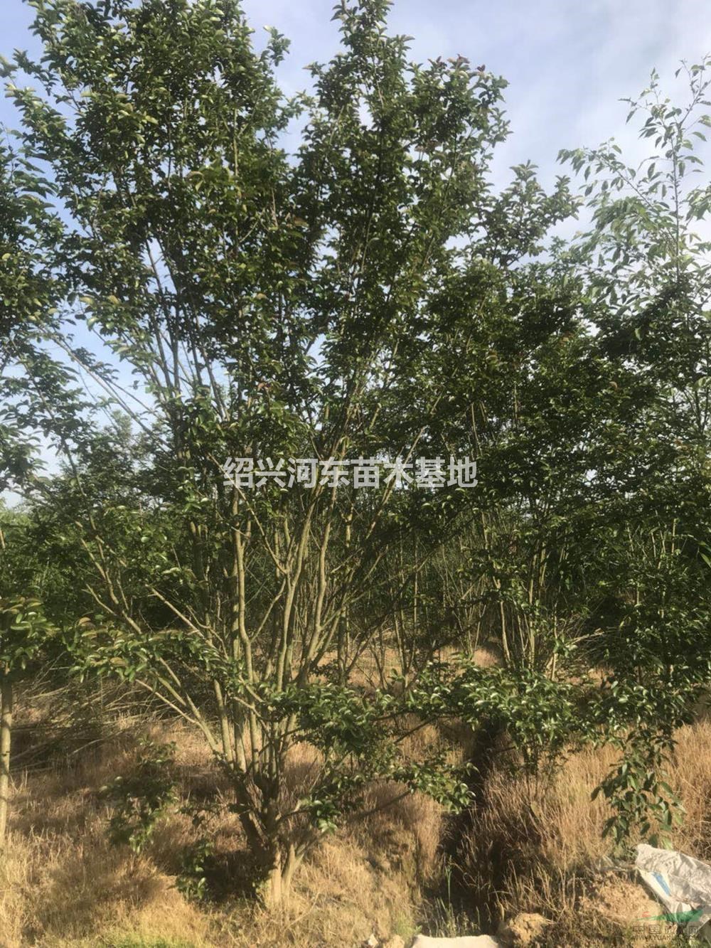 浙江供应丛生紫薇规格齐全/丛生紫薇市场价/精品紫薇处理价格