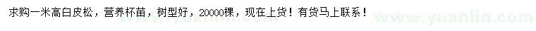 求購高1米白皮松