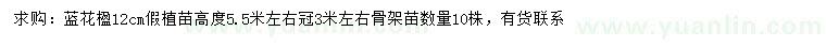 求購(gòu)12公分藍(lán)花楹