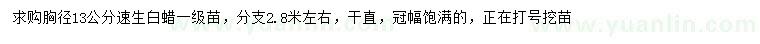 求購胸徑13公分速生白蠟