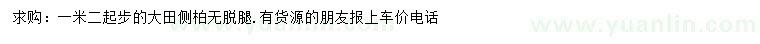 求購1.2米起步大田側(cè)柏