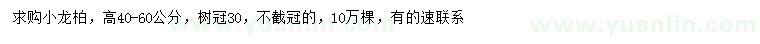 求購高40-60公分小龍柏