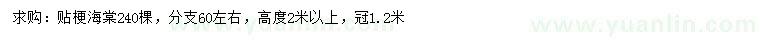 求購(gòu)高2米以上貼梗海棠