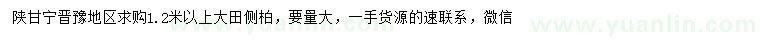 求購1.2米以上側(cè)柏