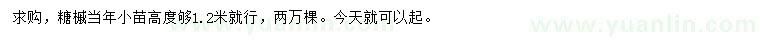 求購高1.2米糖槭