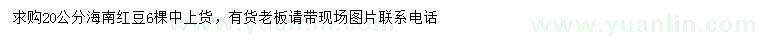 求購20公分海南紅豆