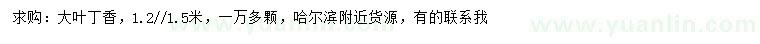 求購1.2、1.5米大葉丁香