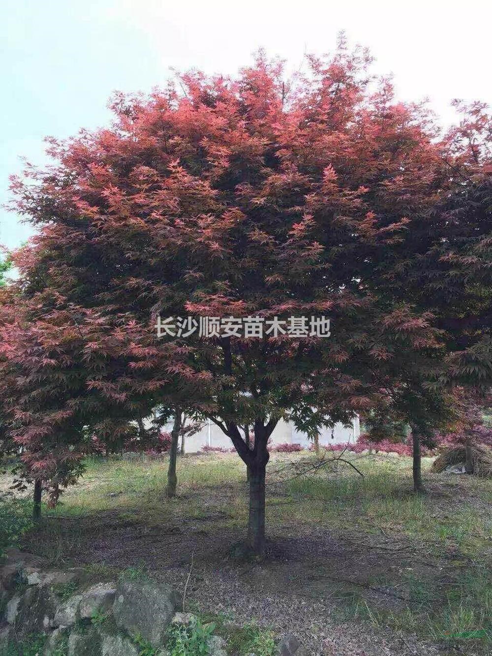 大小规格红枫基地