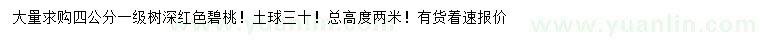 求購(gòu)4公分深紅色碧桃