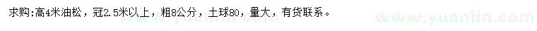 求購(gòu)高4米油松