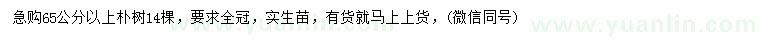 求購65公分以上樸樹