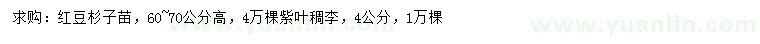 求購高60-70公分紅豆杉子苗、4公分紫葉稠李