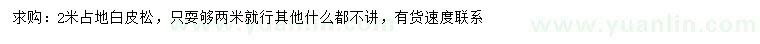 求購2米占地白皮松