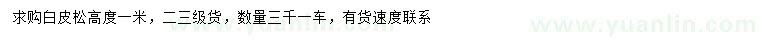 求購高1米白皮松
