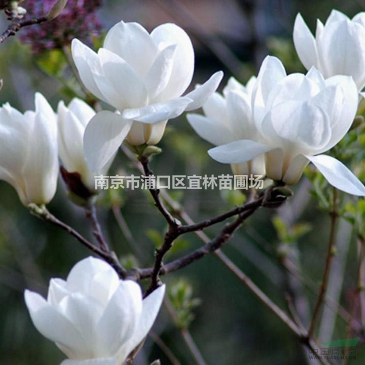 廣玉蘭 廣玉蘭價格 南京廣玉蘭批發(fā)