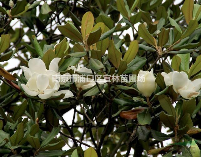 廣玉蘭 廣玉蘭價格 南京廣玉蘭批發(fā)