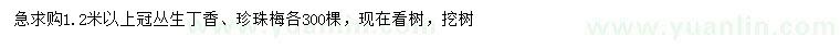 求購(gòu)冠幅1.2米以上叢生丁香、珍珠梅
