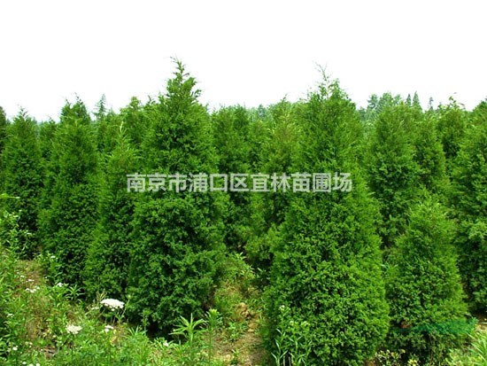 蜀檜價格 南京蜀檜批發(fā) 江蘇南京蜀檜基地