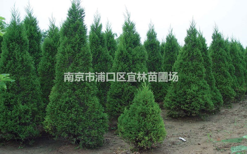 南京蜀檜價格 2米蜀檜能賣多少錢