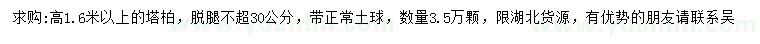 求購高1.6米以上塔柏