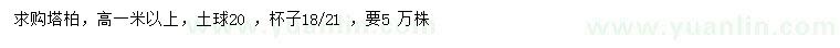 求購高1米以上塔柏